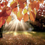 Herfst