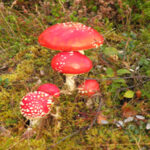 Herfst in het bos