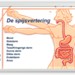 De Spijsvertering