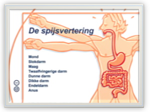 De spijsvertering